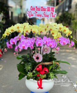 Giỏ Lan Hồ Điệp - HĐ28
