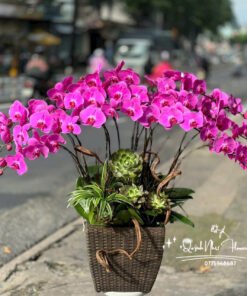 Giỏ Lan Hồ Điệp - HĐ31