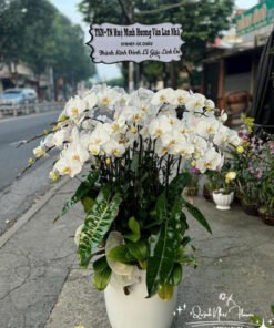 Giỏ Lan Hồ Điệp - HĐ35