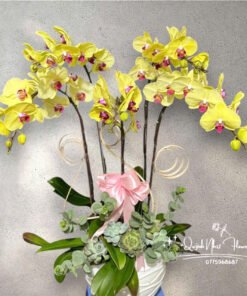 Giỏ Lan Hồ Điệp - HĐ34