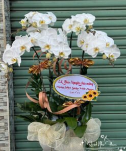 Giỏ Lan Hồ Điệp - HĐ33