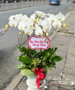 Giỏ Lan Hồ Điệp - HĐ45