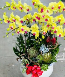 Giỏ Lan Hồ Điệp - HĐ44