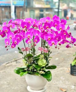 Giỏ Lan Hồ Điệp - HĐ43