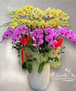 Giỏ Lan Hồ Điệp - HĐ39