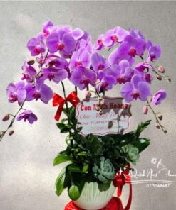 Giỏ Lan Hồ Điệp - HĐ38