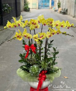 Giỏ Lan Hồ Điệp - HĐ48