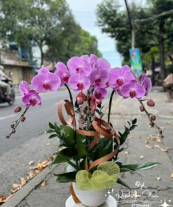 Giỏ Lan Hồ Điệp - HĐ04