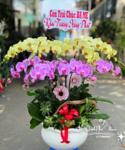 Giỏ Lan Hồ Điệp - HĐ20