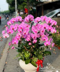 Giỏ Lan Hồ Điệp - HĐ19