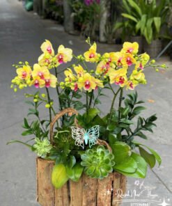 Giỏ Lan Hồ Điệp - HĐ18