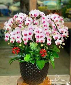 Giỏ Lan Hồ Điệp - HĐ11