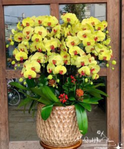 Giỏ Lan Hồ Điệp - HĐ10