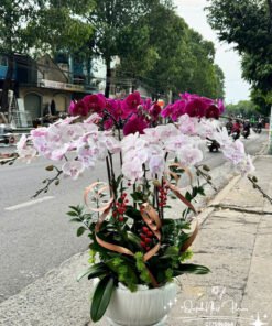 Giỏ Lan Hồ Điệp - HĐ50