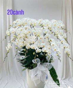 Giỏ Lan Hồ Điệp - HĐ49